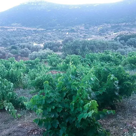 בית נופש Cycladic Vineyard House *